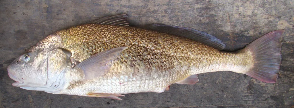 Corvina