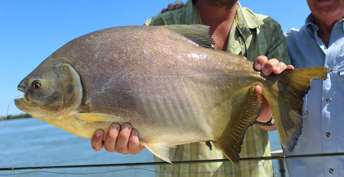 Pacu