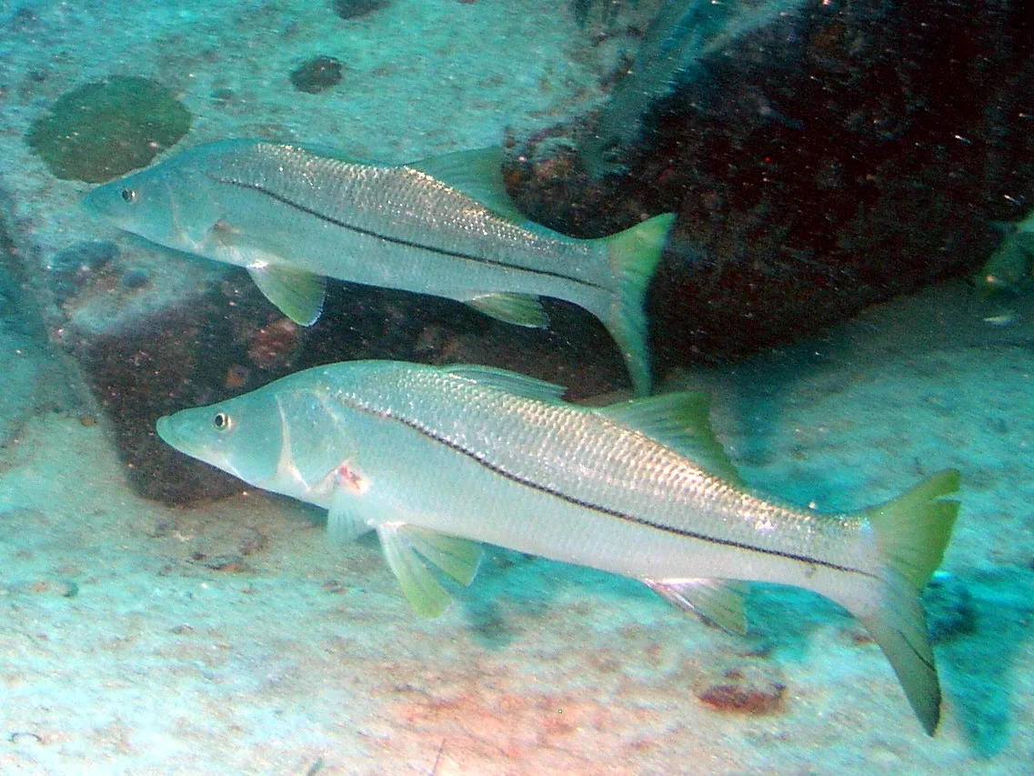 Robalo